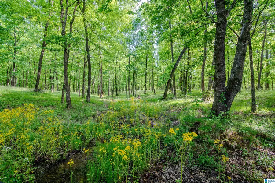 APPLE GROVE ROAD, Somerville, AL 35670 - #2