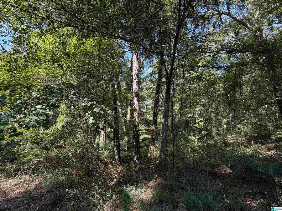 SLICK LIZZARD ROAD, Nauvoo, AL 35578 - #2