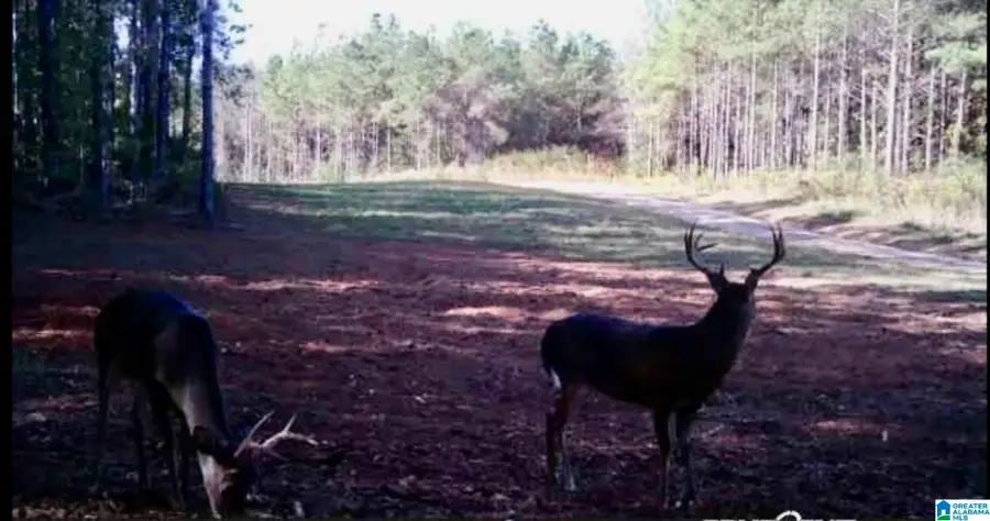576 HIGHWAY 61, Columbiana, AL 35051 - #3