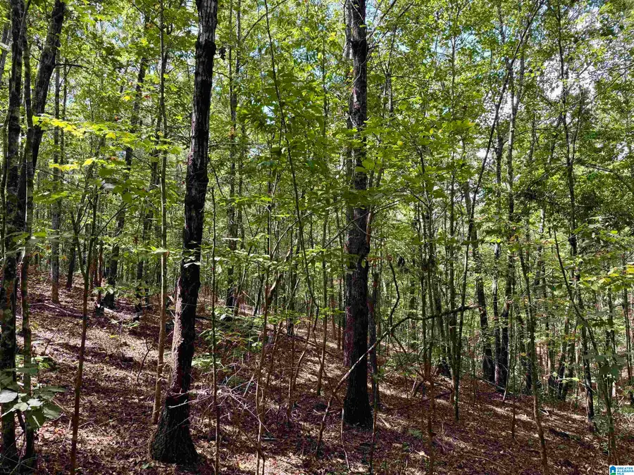 LANE BRANCH ROAD, Wedowee, AL 36278 - #2
