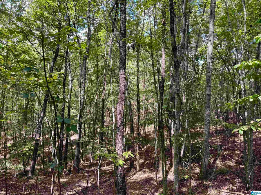 LANE BRANCH ROAD, Wedowee, AL 36278 - #3