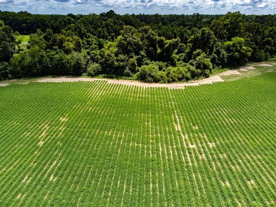 03 State Line Road, Cottonwood, AL 36320 - Image #3