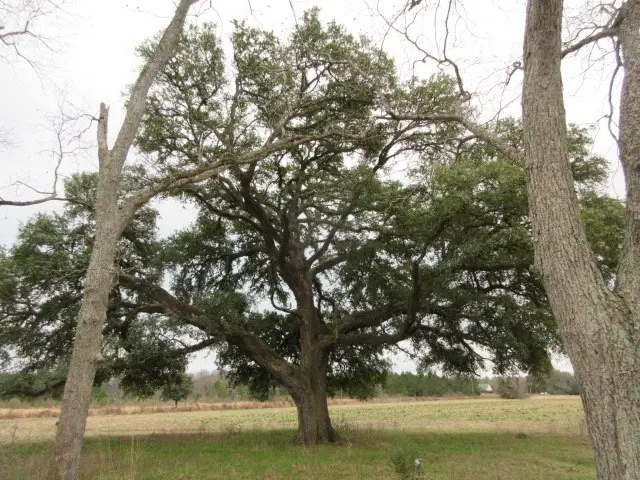 981 Providence Rd, Slocomb, AL 36375 - Image #2