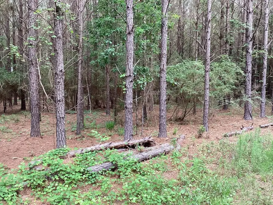 1290 Guy Branch Road, Cottonwood, AL 36320 - Image #3