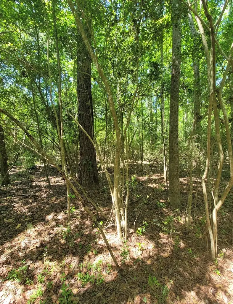 0 S State Highway 27, Geneva, AL 36340 - Image #3