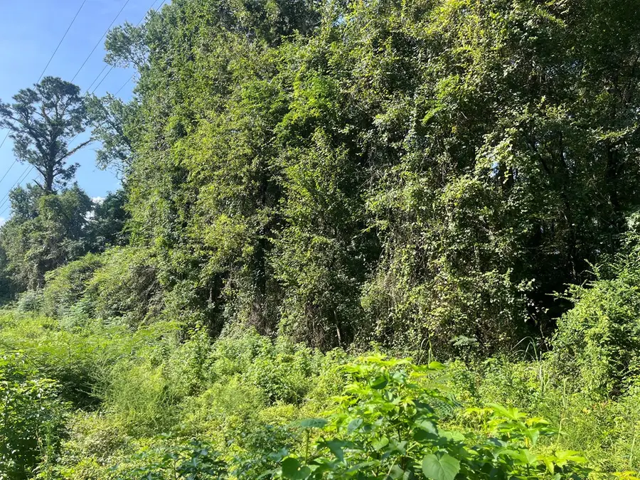 TBD County Road 68, Clopton, AL 36310 - Image #3