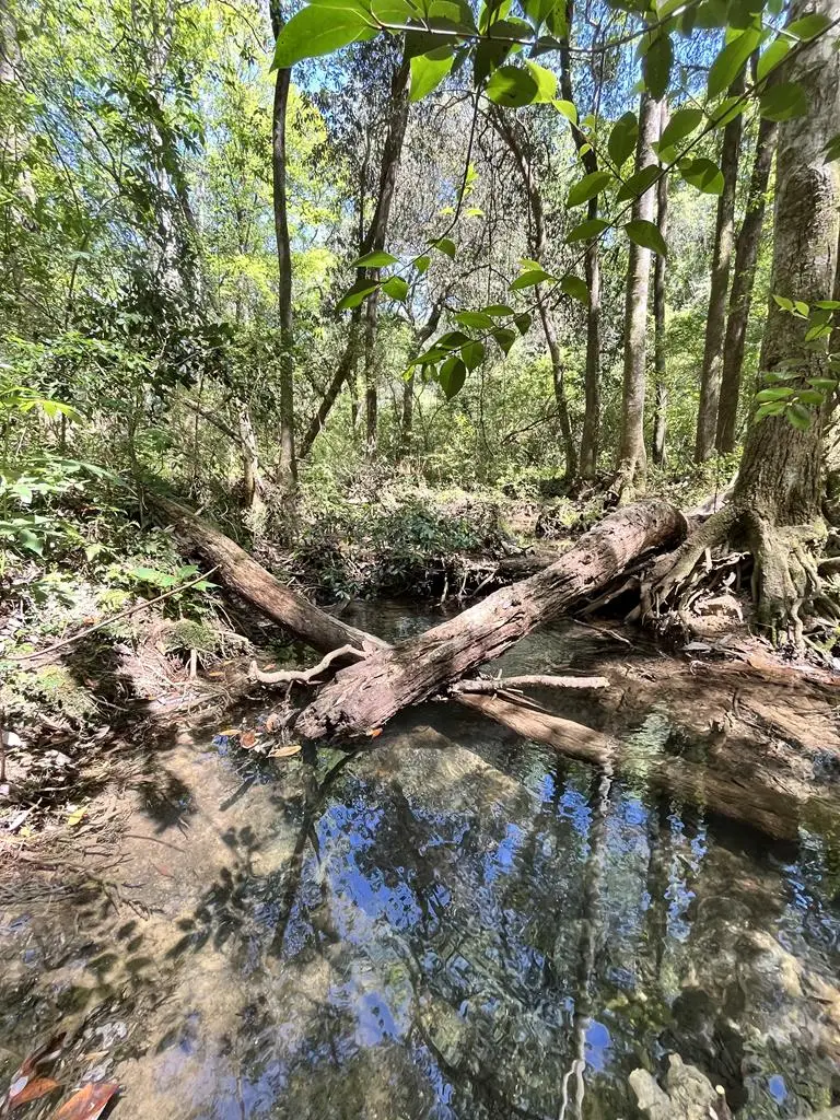 989 Alpha St., Midland City, AL 36350 - Image #1