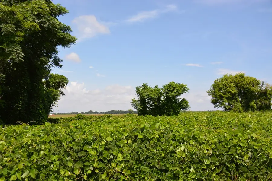 TBD Hollis Dairy Road, Newton, AL 36352 - Image #2