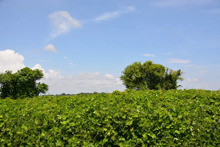 TBD Hollis Dairy Road, Newton, AL 36352 - Image #3