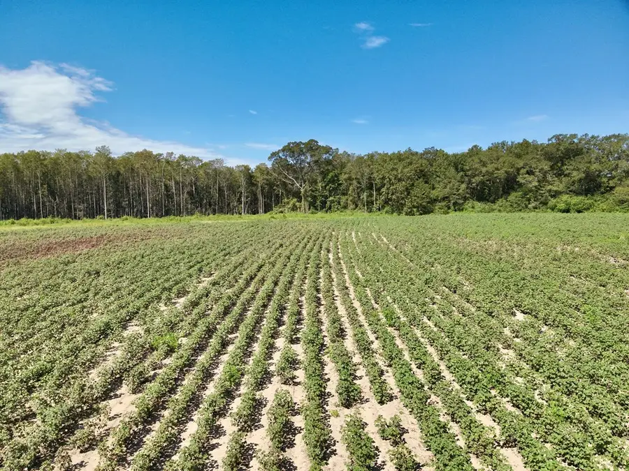 73 Acres Shiver Road, Malvern, AL 36375 - Image #2