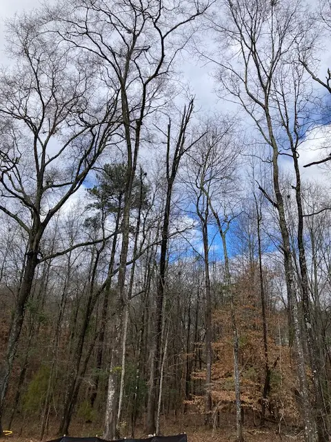 1351 Ogletree Road, Auburn, AL 36830