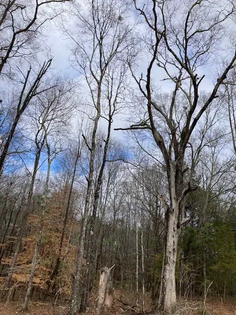 1351 Ogletree Road, Auburn, AL 36830 - #2