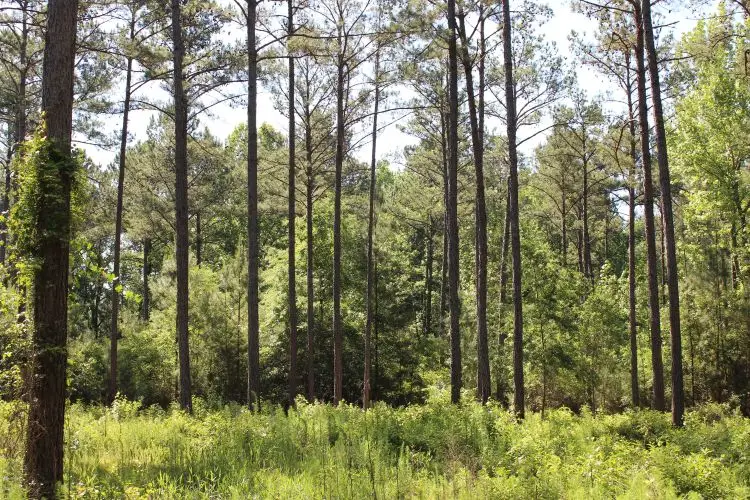 Address Withheld By Seller, Notasulga, AL 36866 - #2