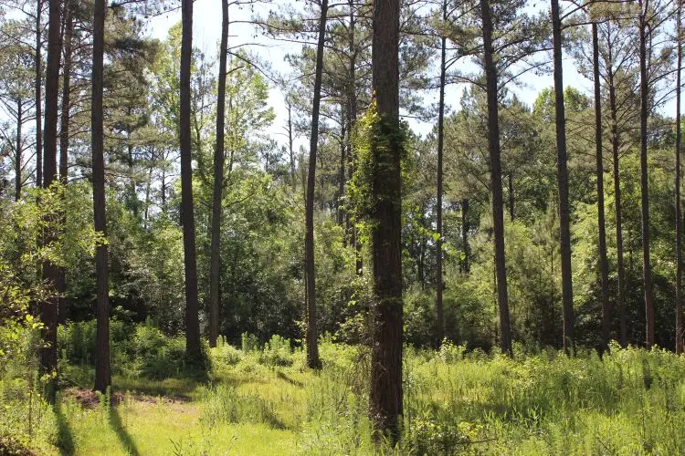 Address Withheld By Seller, Notasulga, AL 36866 - #3