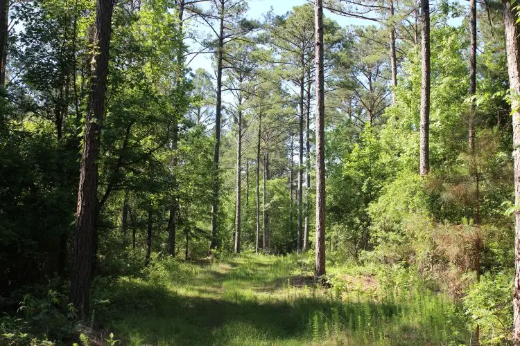 0 Hayes Mill, Notasulga, AL 36866 - #1