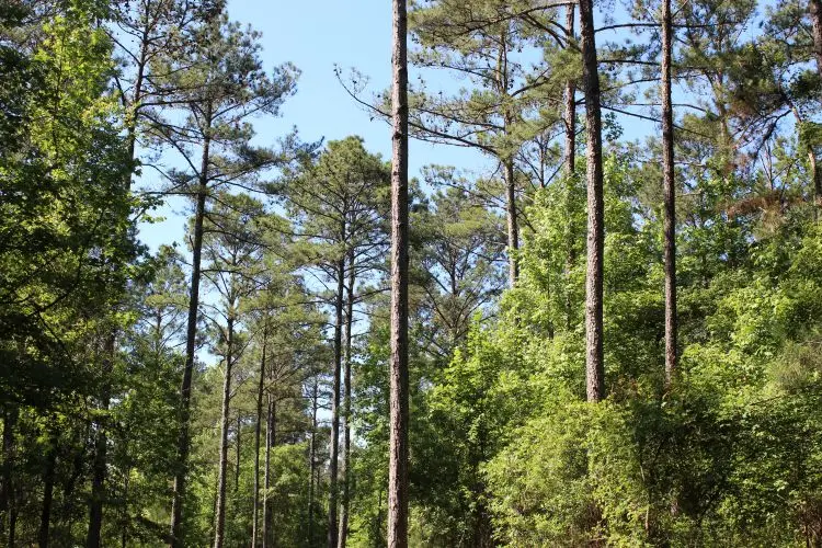 0 Hayes Mill, Notasulga, AL 36866 - #2