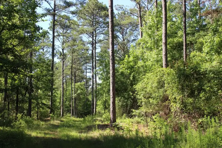 0 Hayes Mill, Notasulga, AL 36866 - #3