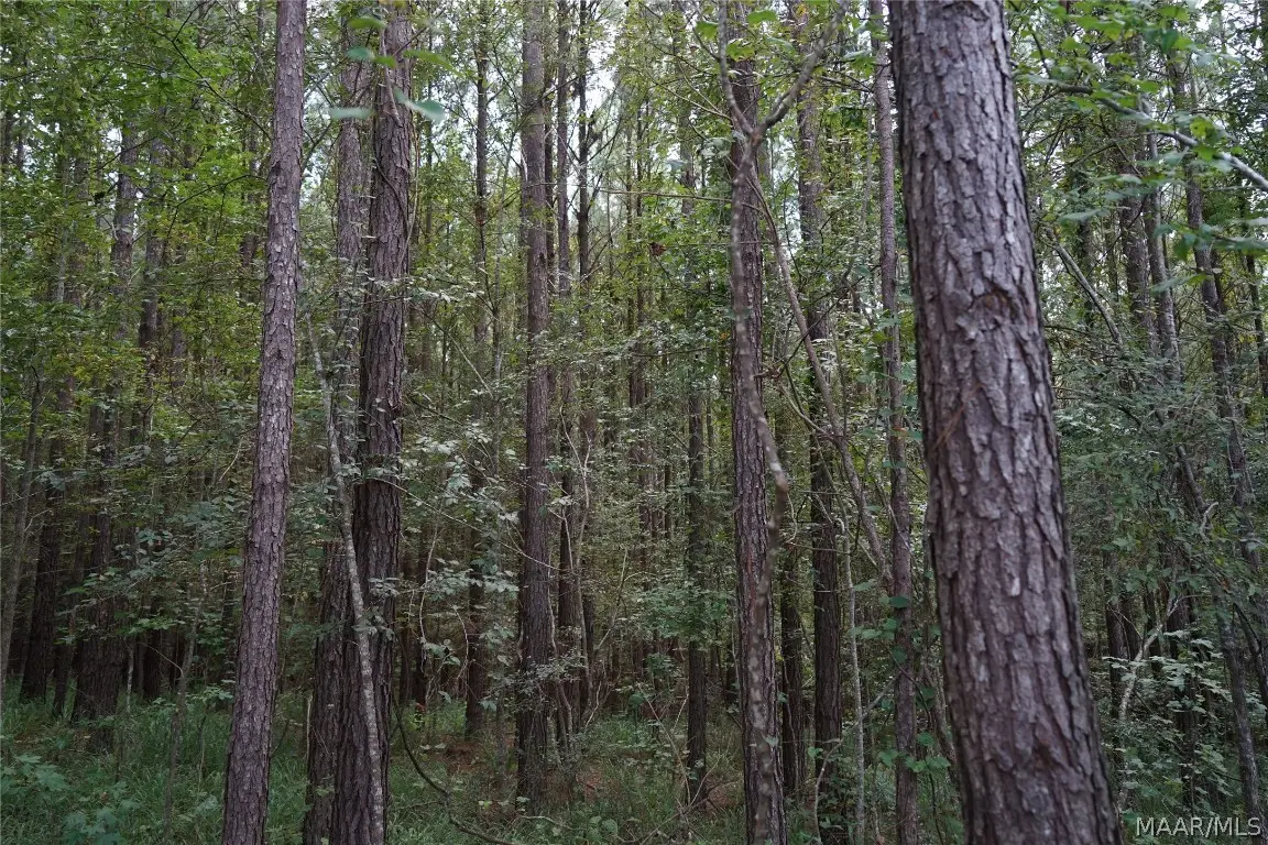 0 Leon Tower Road, Brantley, AL 36009 - Image #1