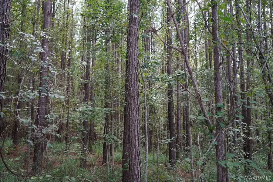 0 Leon Tower Road, Brantley, AL 36009 - Image #2