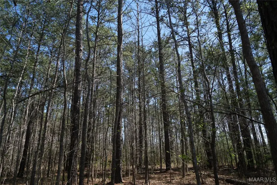 831 Old Barnes Road, Pine Level, AL 36065 - Image #3