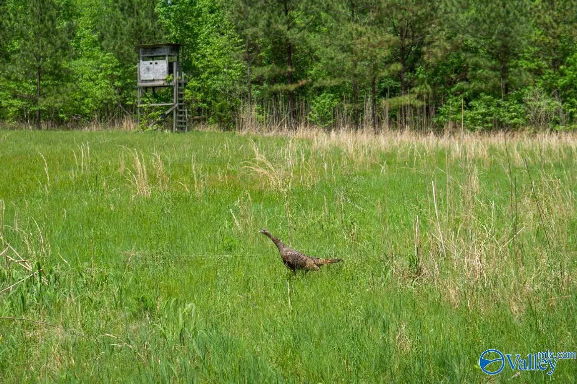 1203 County Road 303, Princeton, AL 35766 - Image #1