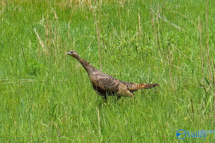 1203 County Road 303, Princeton, AL 35766 - Image #2