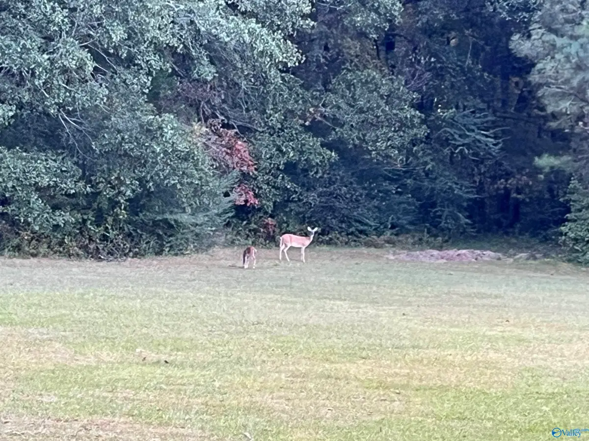 20 ac Sierra Drive Sw, Decatur, AL 35603 - Image #1