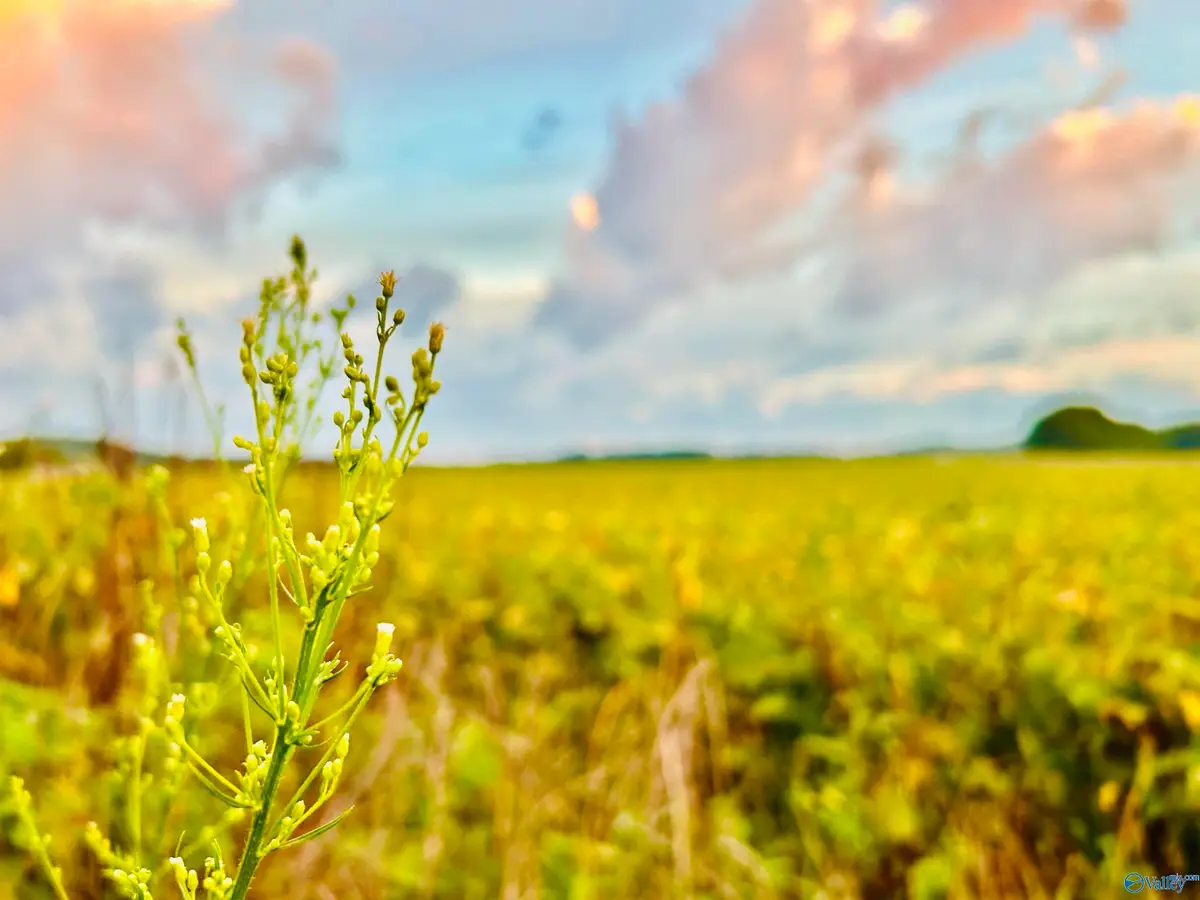 15 Acres Tower Street, Trinity, AL 35673 - Image #1