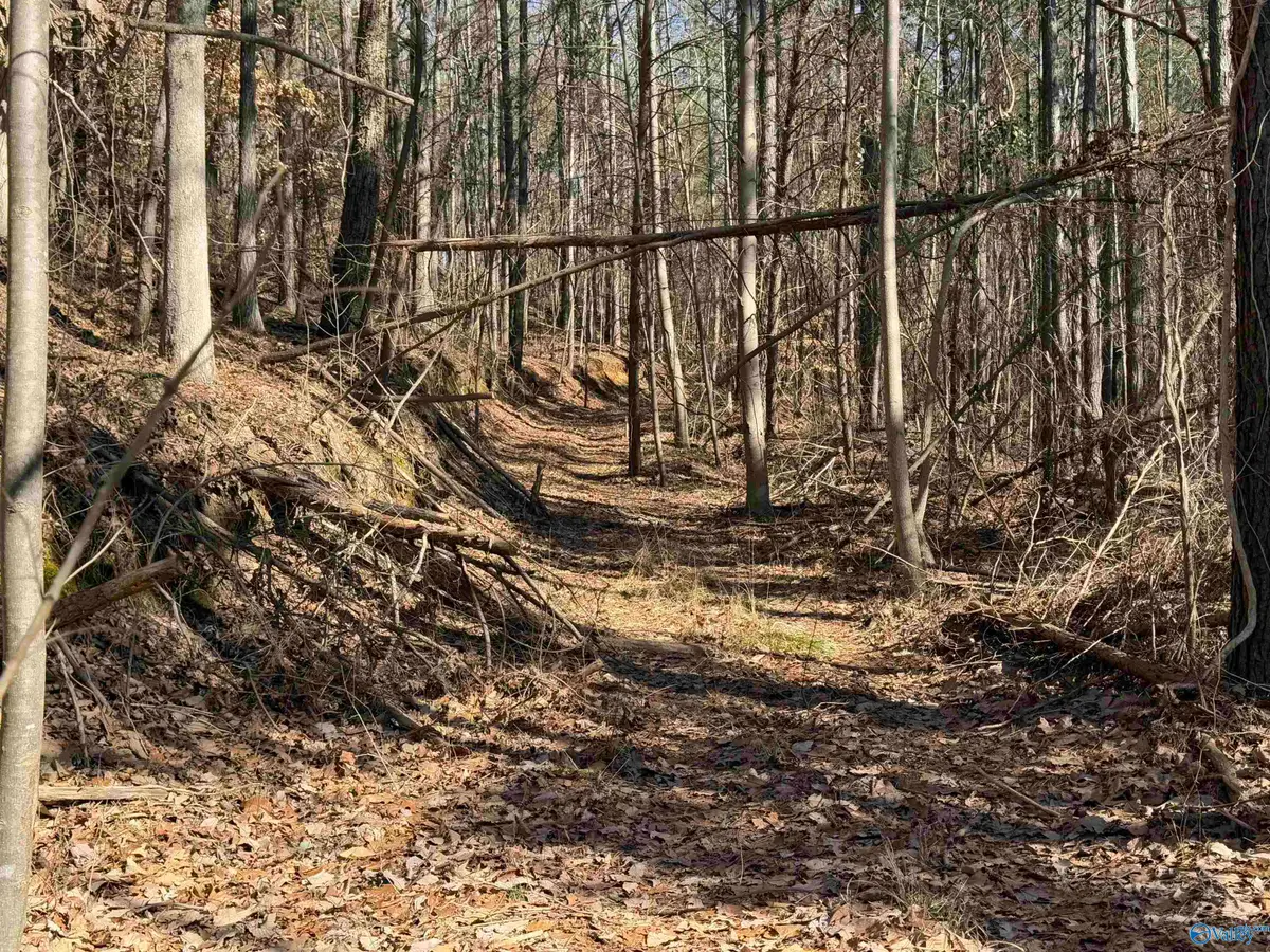 13.3 acres County Road 261, Town Creek, AL 35672 - Image #1