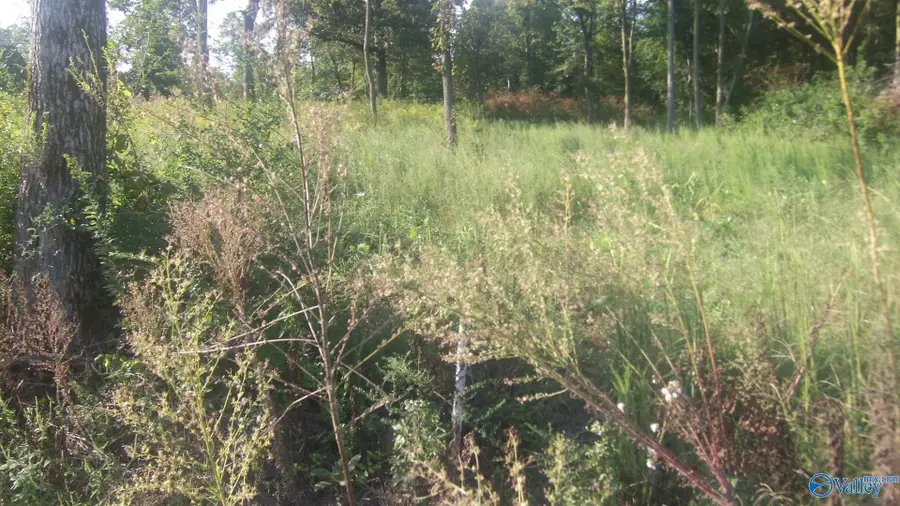 5331 County Road 9, Geraldine, AL 35974 - Image #2