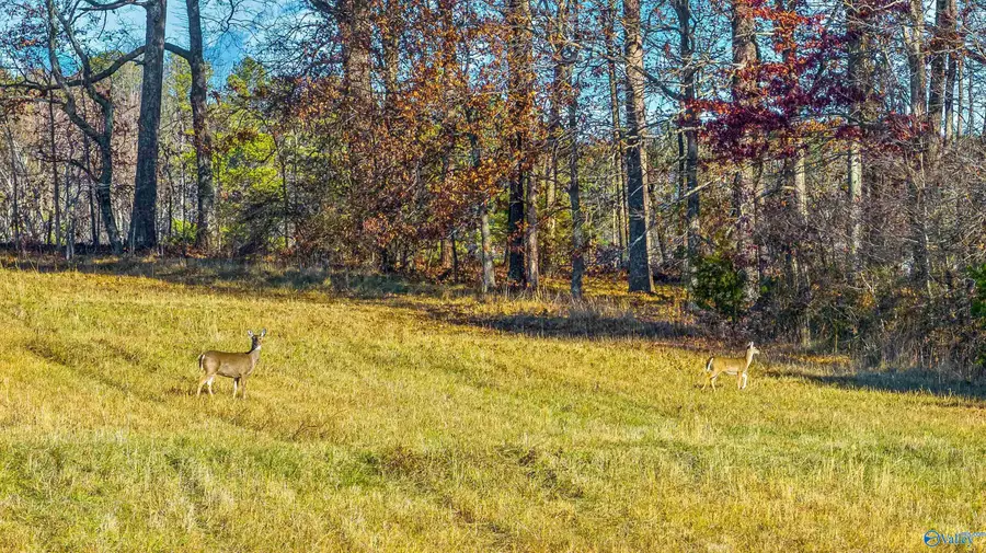 1 Pumpkin Center Road Ne, Fort Payne, AL 35967 - Image #3