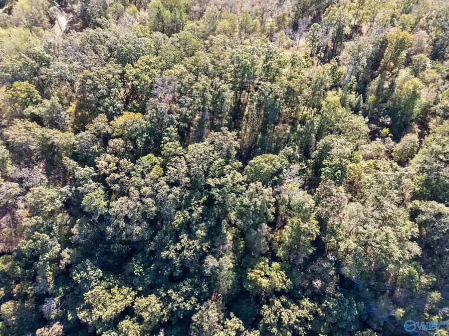 Lot 1 County Road 224, Dutton, AL 35744 - Image #3