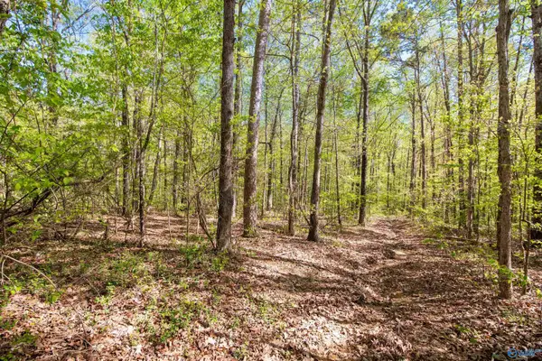 LOT 28 County Road 279, Moulton, AL 35650