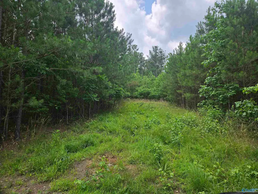 1150 County Road 865, Collinsville, AL 35961 - Image #2