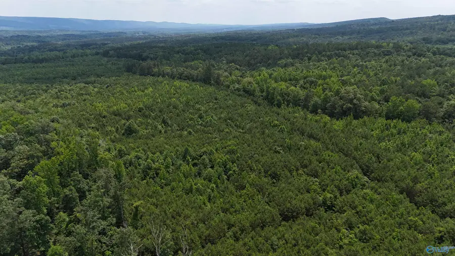 1150 County Road 865, Collinsville, AL 35961 - Image #3