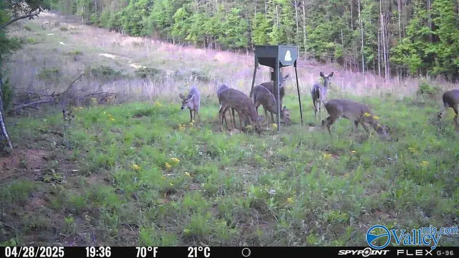 22 Acres Us Hwy 278, Piedmont, AL 36272 - Image #3