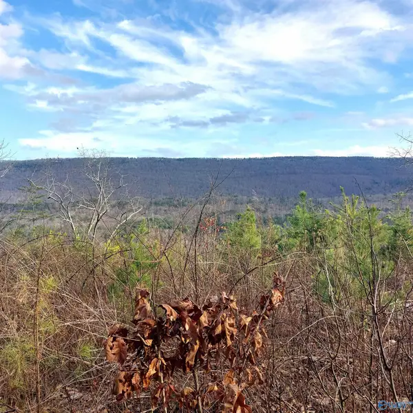 40.21 Acres County Road 239, Valley Head, AL 35989