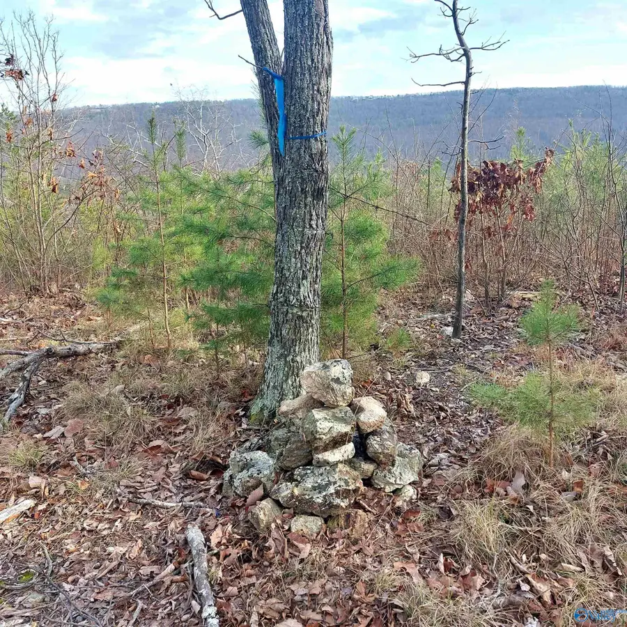 40.21 Acres County Road 239, Valley Head, AL 35989 - Image #3