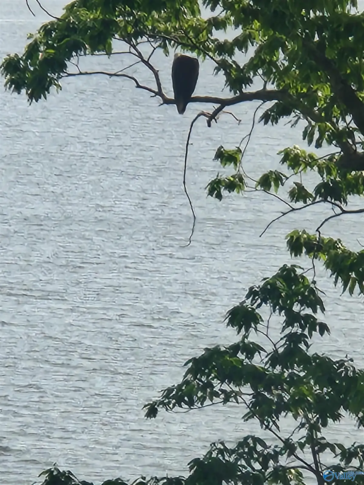 lot 5 Lillians Way, Rogersville, AL 35652 - Image #1