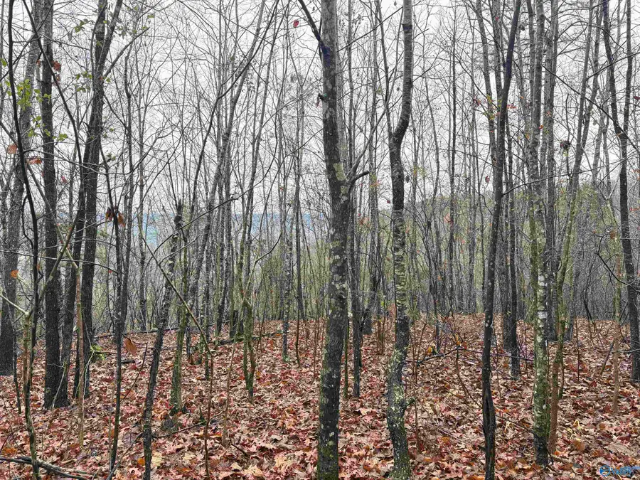 80 Acres Bella Vista Drive, Scottsboro, AL 35768 - Image #2