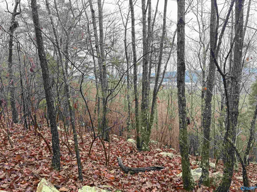 80 Acres Bella Vista Drive, Scottsboro, AL 35768 - Image #3