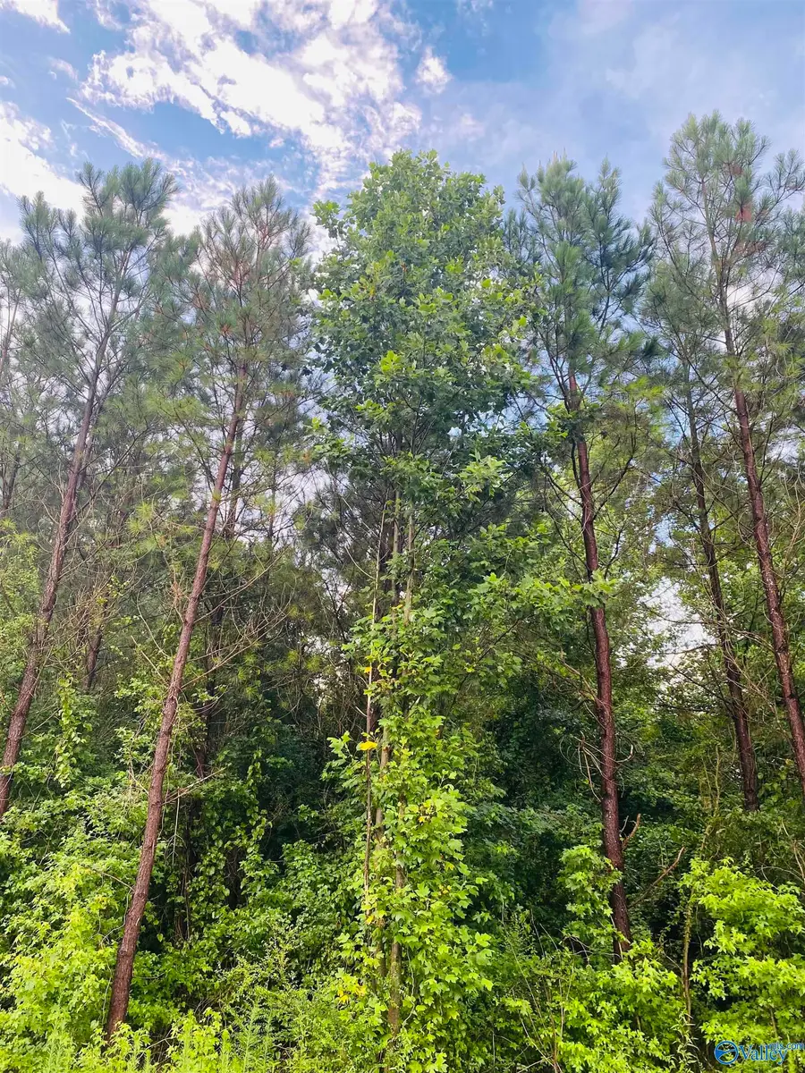 3109 County Road 41, Fyffe, AL 35971 - Image #3