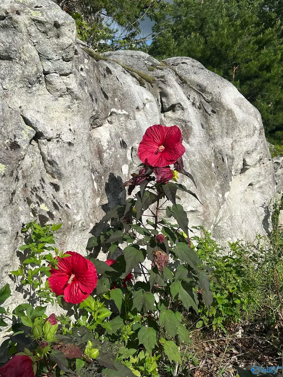 195 County Road 844, Mentone, AL 35984 - Image #2