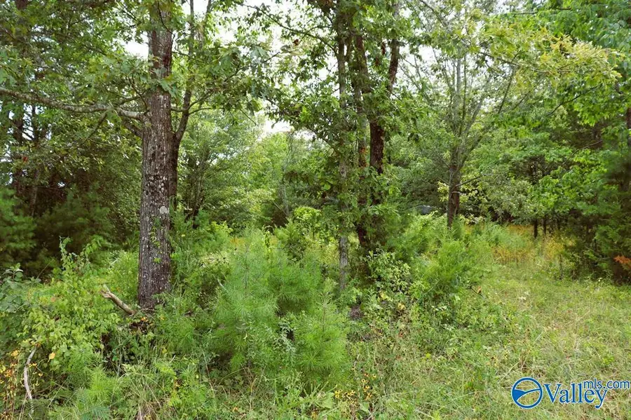 3 Acres County Road 198, Danville, AL 35619 - Image #2