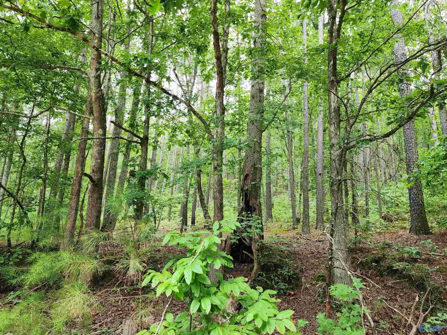 10 County Road 759, Valley Head, AL 35989 - Image #3