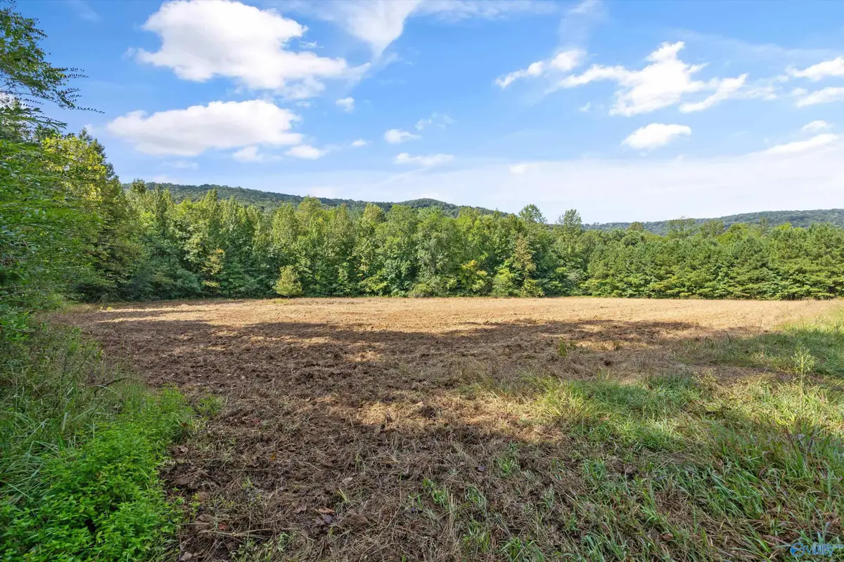 3818 -5 County Road 4 #Tract 5, Hollytree, AL 35751 - Image #1