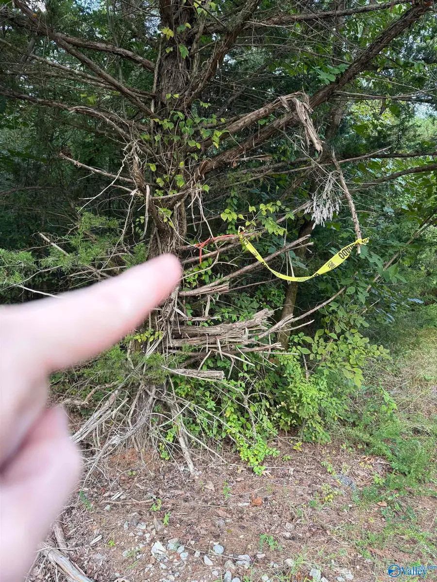 13040 County Road 7, Moulton, AL 35650 - Image #3