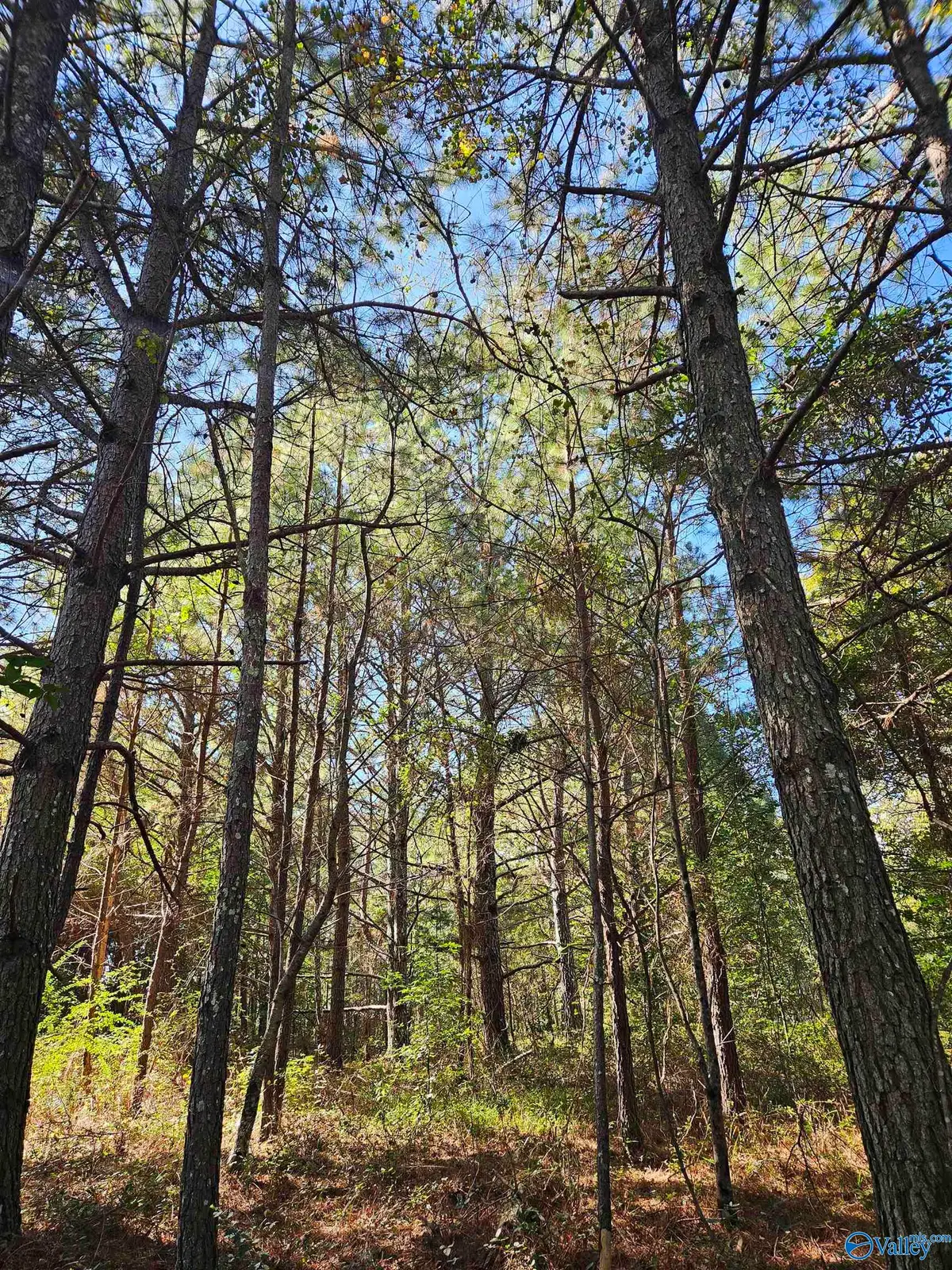 10739 County Road 103, Mentone, AL 35984 - Image #1