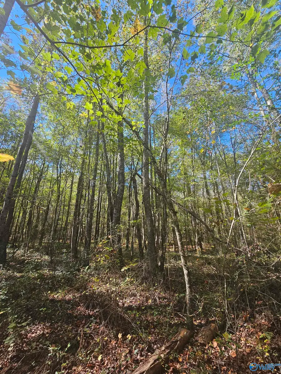 018 County Road 70, Sand Rock, AL 35984 - Image #3