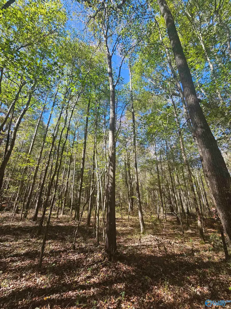 020 County Road 70, Sand Rock, AL 35984 - Image #2